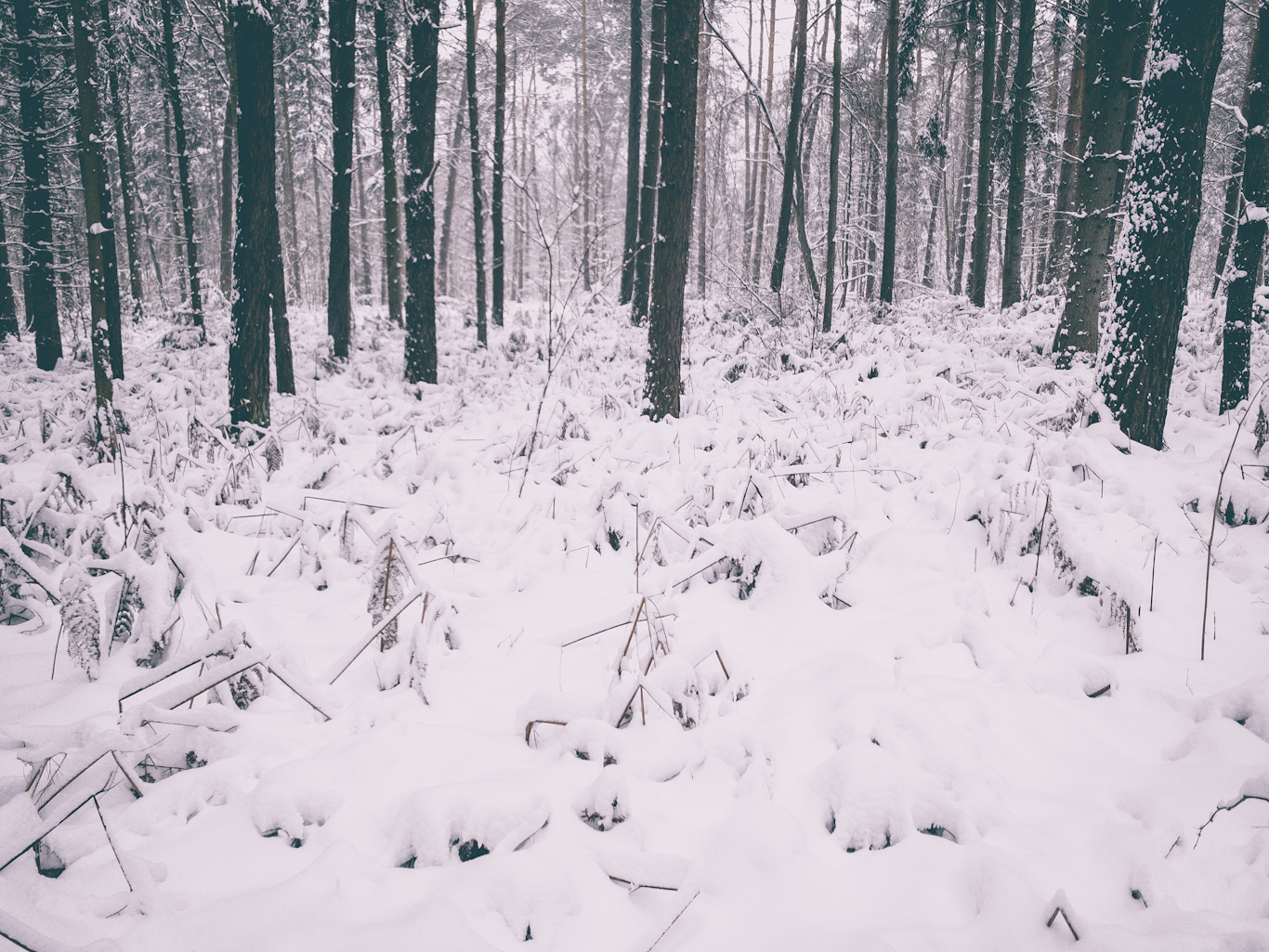Waldeinsamkeitsgedankenwelt