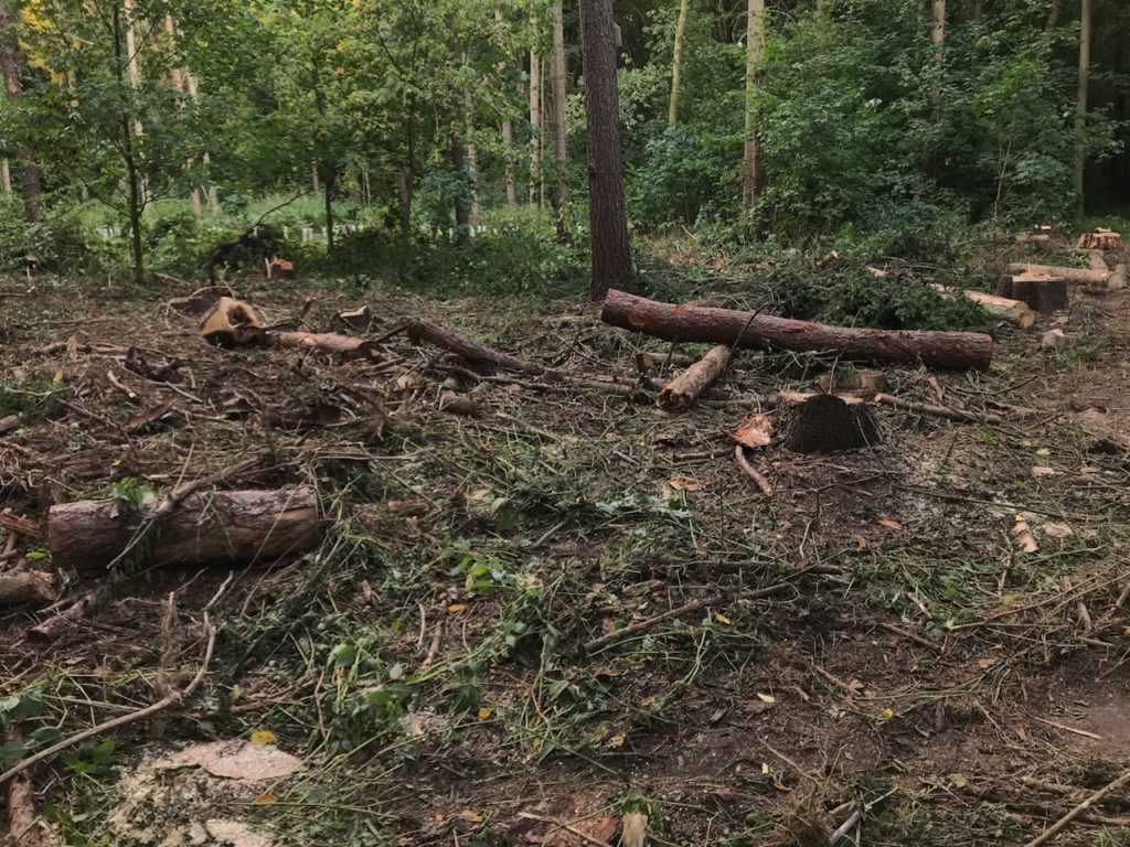 Eilenriede Ausschnitt